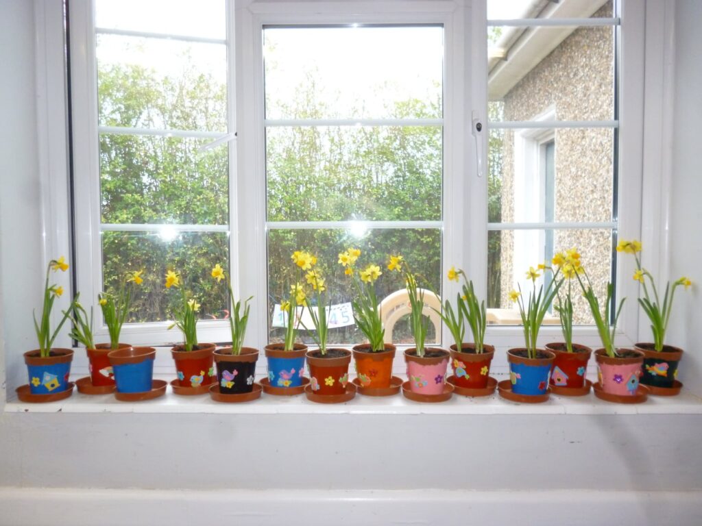 planted daffodils in pots on pre school windowsill