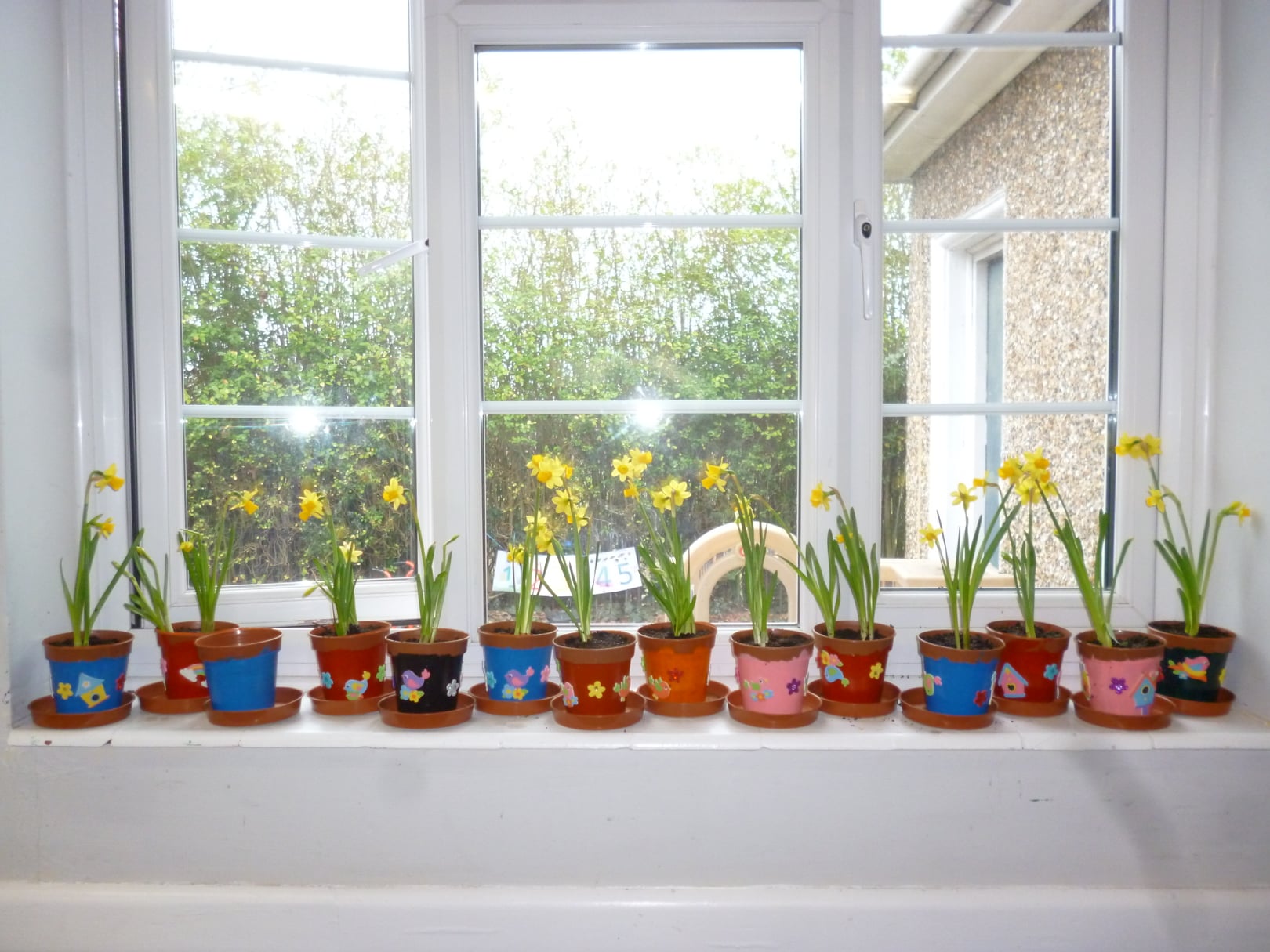 planted daffodils in pots on pre school windowsill